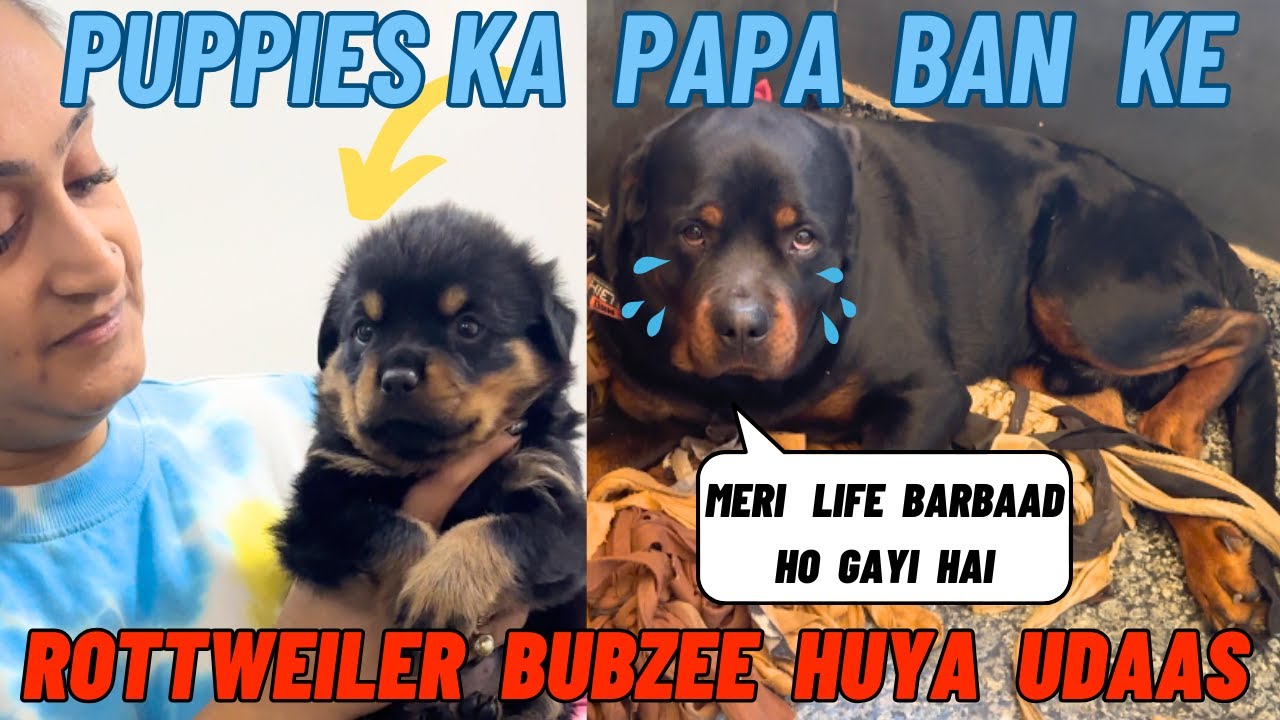 Rottweiler Bubzee Papa Ban Ke Bilkul Khush Nahi Hai: Puppies Ko Lag Gayi Hai Thand