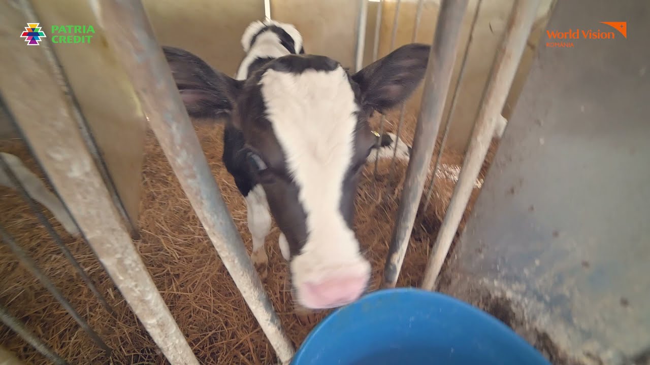 Lecții practice online - Lecția: Cum creștem vițeii