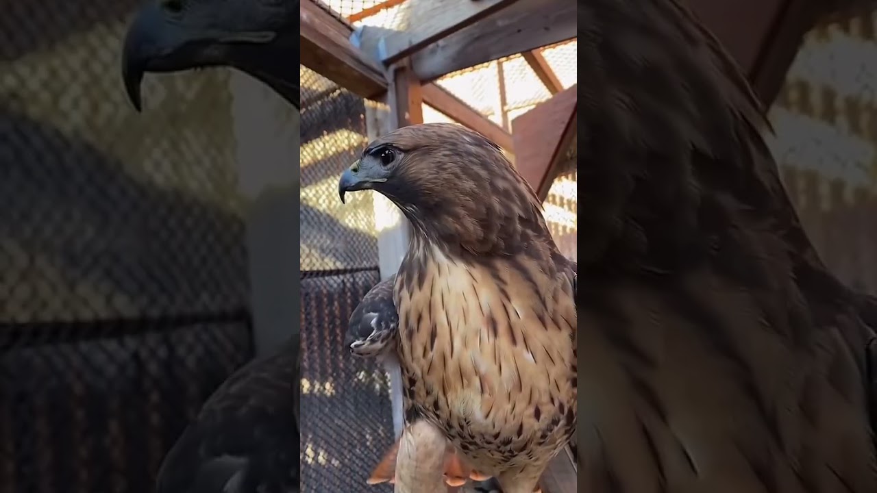 Aguila Calva 🦅vs Aguila Real 🐦&zwj;🔥