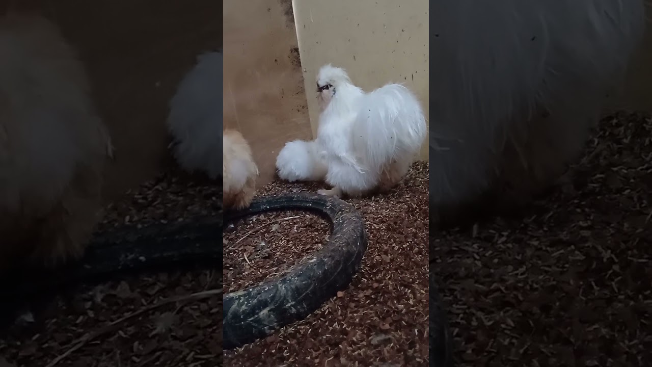 American silkies show type
