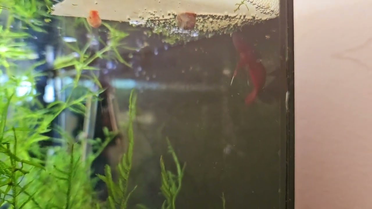 Betta api api: new spawn (UK October 2023)