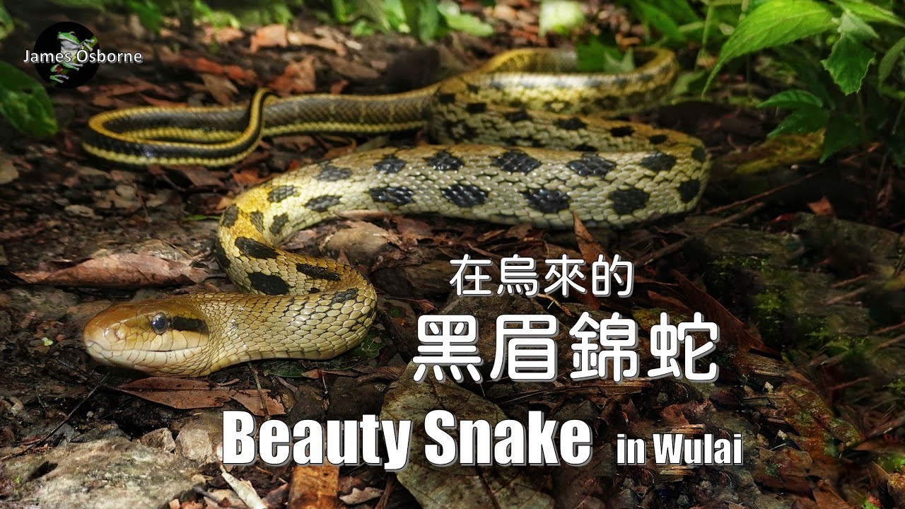 黑眉錦蛇 Taiwan Beauty Snake - Wulai 烏來 （Elaphe taeniura friesi）