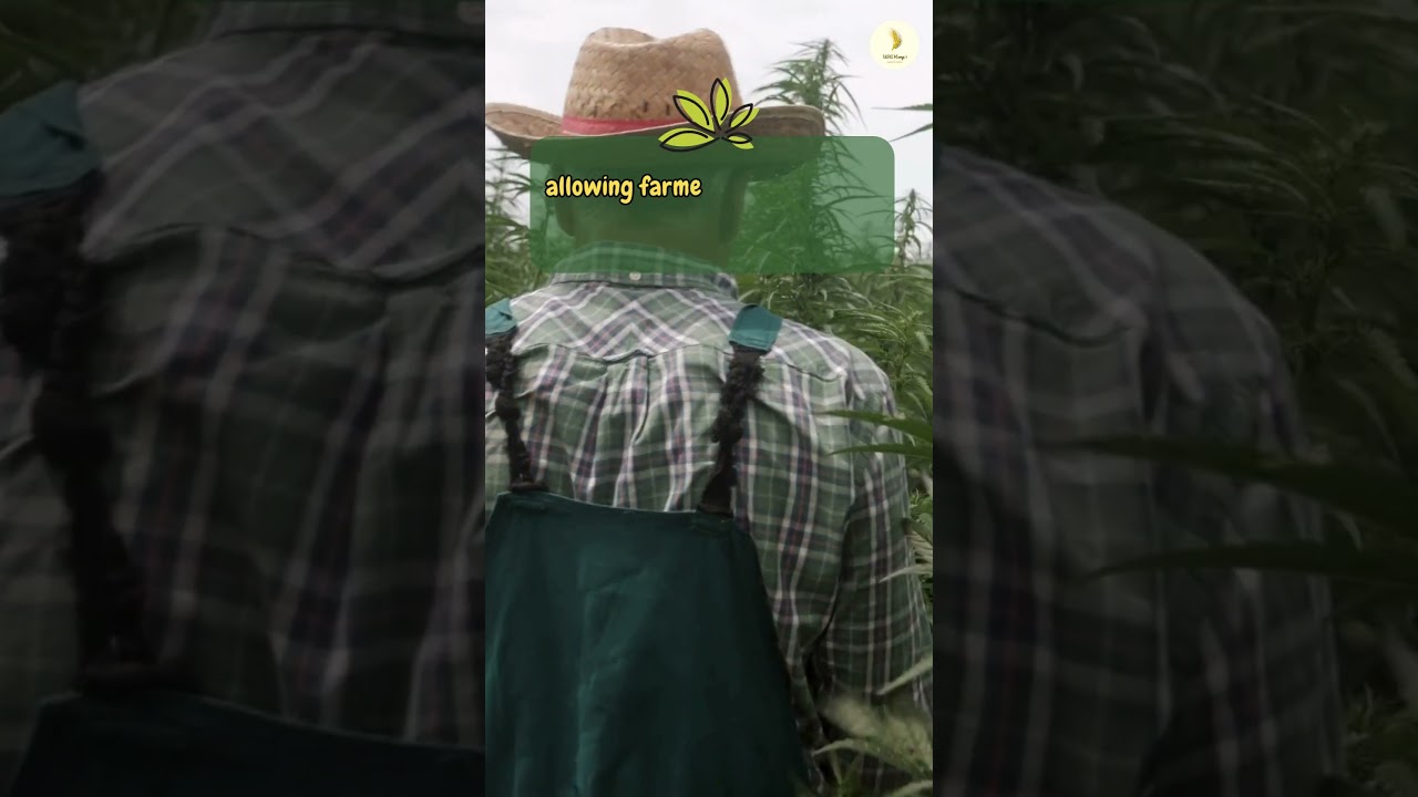 Hemp farming plays a role #shorts #hempfarming #cannabiseducation