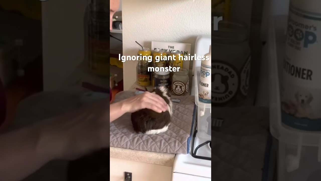 #my #abyssinian #guineapig is so #fluffy #guineapiggy #hairlove #brown #and #white #cavy #bumbum