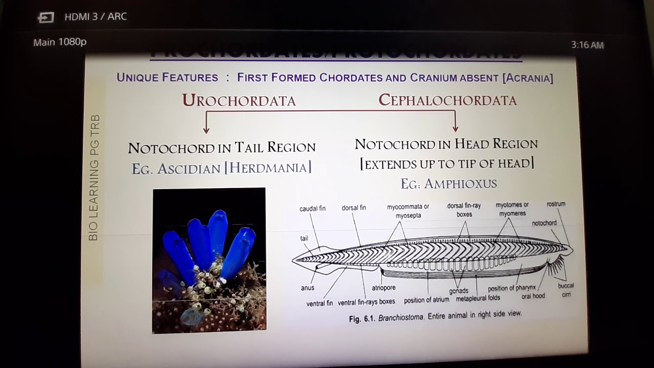 PG TRB ZOOLOGY UNIT 1 PART 3 - CHORDATA & VERTEBRA