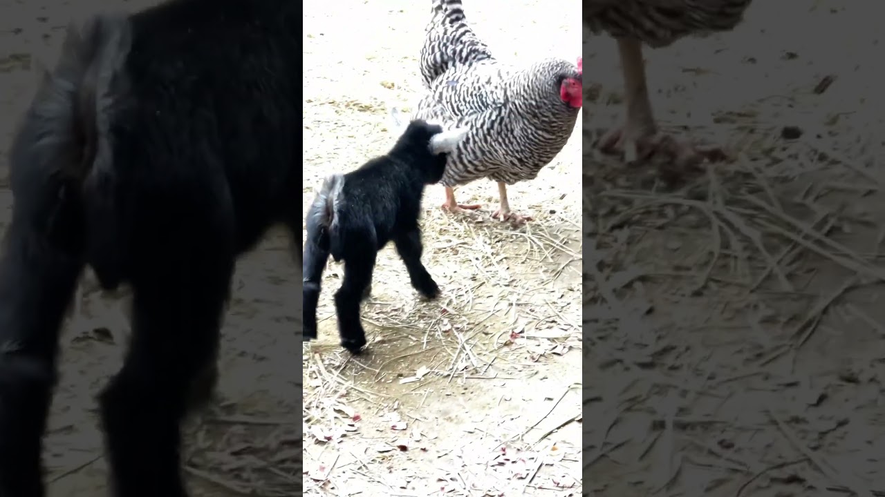 Chicken round up by baby goat #goat #cute #pygmygoat #birds #chickens