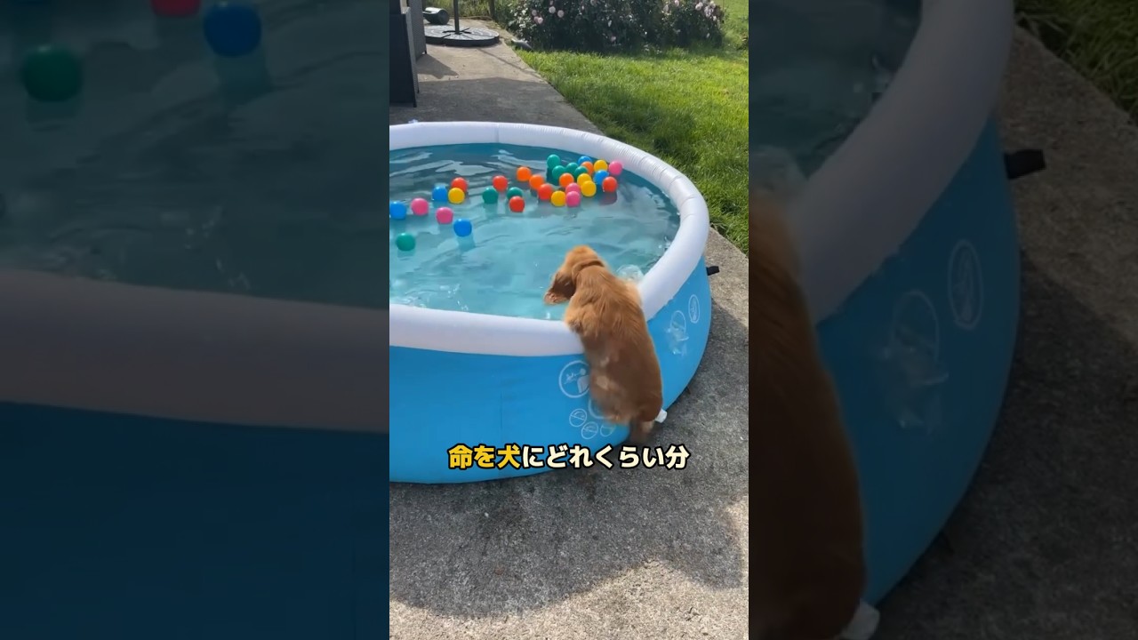 あなたの犬をどれだけ愛しているか