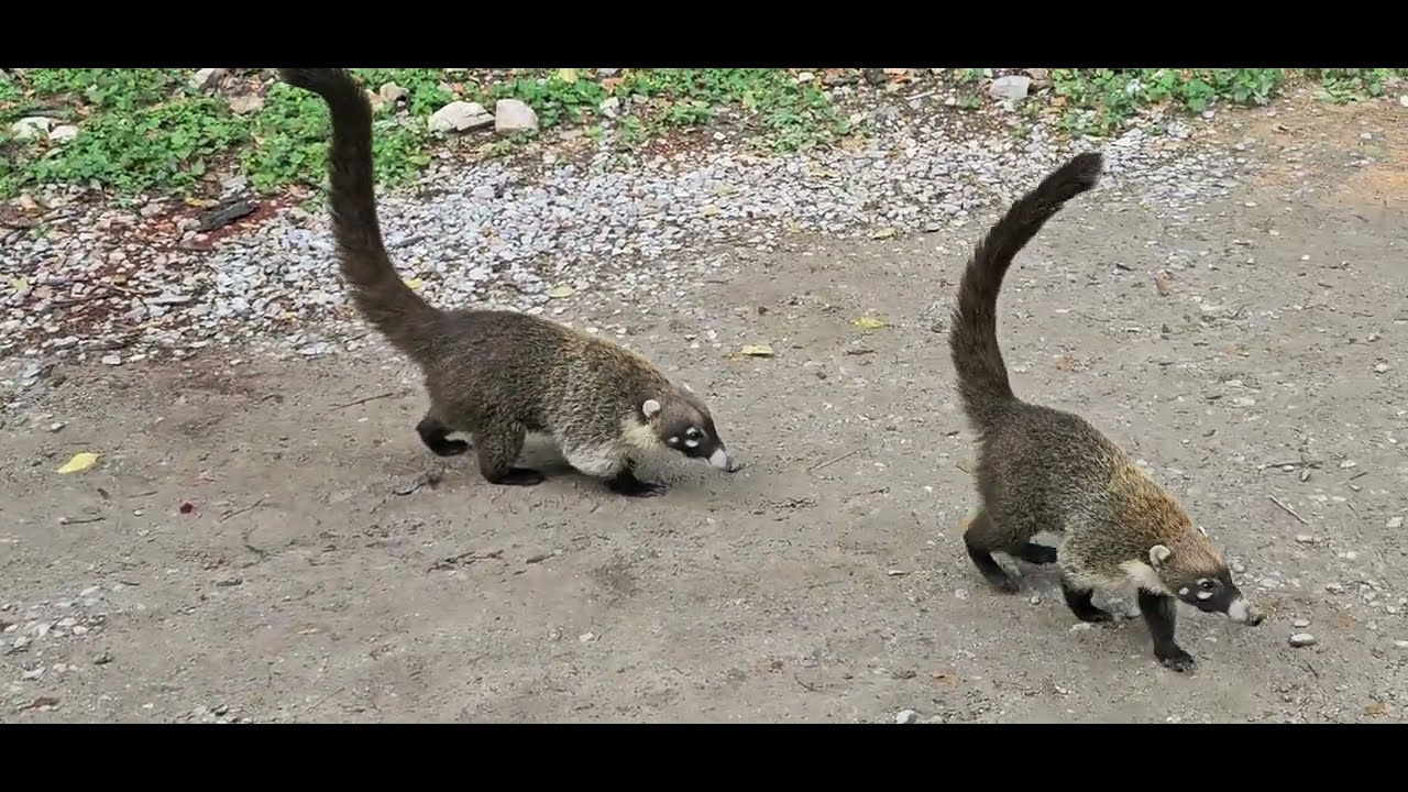 Curiosidades en las Grutas de Tolantongo Hidalgo: Tejones golosos @cotidiano399