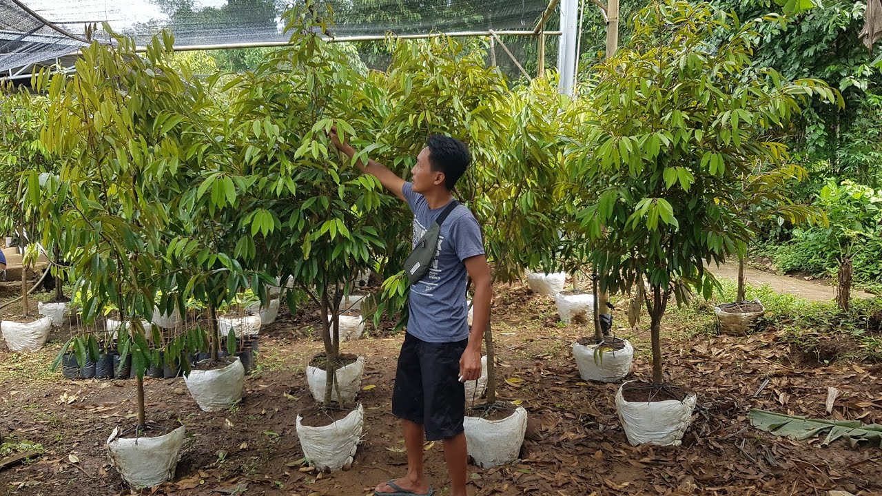 Update Harga Bibit Durian Ukuran 1,5 Meter