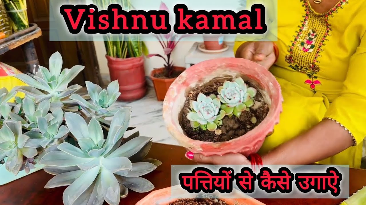 विष्णु कमल, Vishnu Kamal|पत्तियों से कैसे उगाऐ|Succulent|एक पत्ती से बनाये इतने