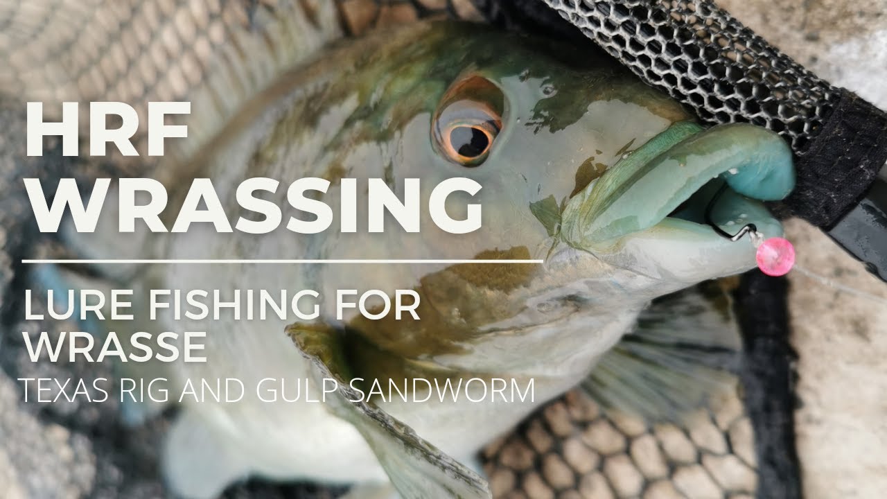 HRF Wrassing - Lure Fishing For Wrasse - Texas Rig and Gulp Sandworm