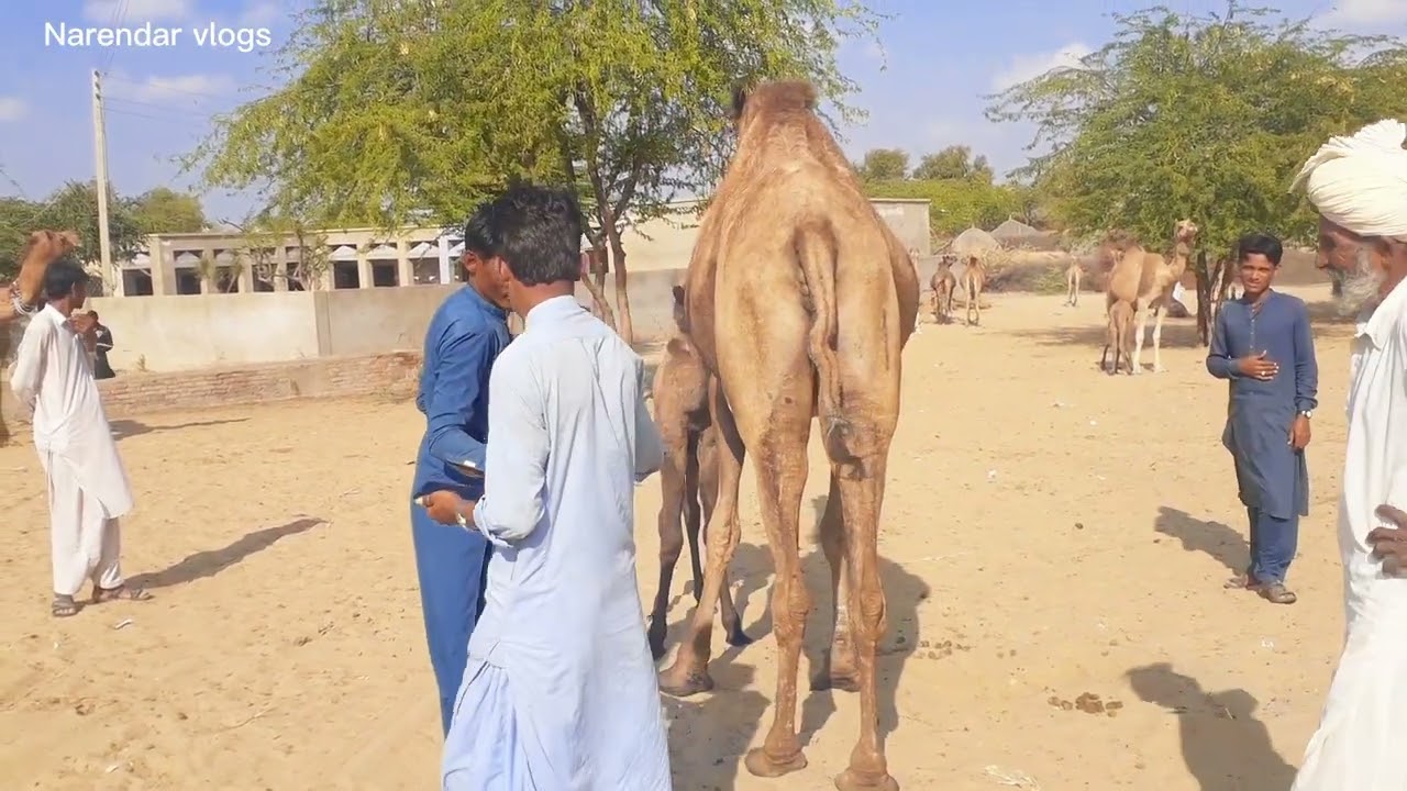 Camel milking in village. @camelslovers @tharproductionpak @adesert @Beauty.Secret1