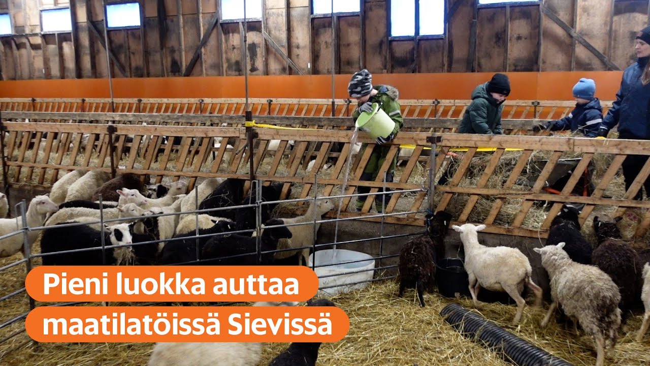 Sievissä pienluokka hoitaa myös lampaita