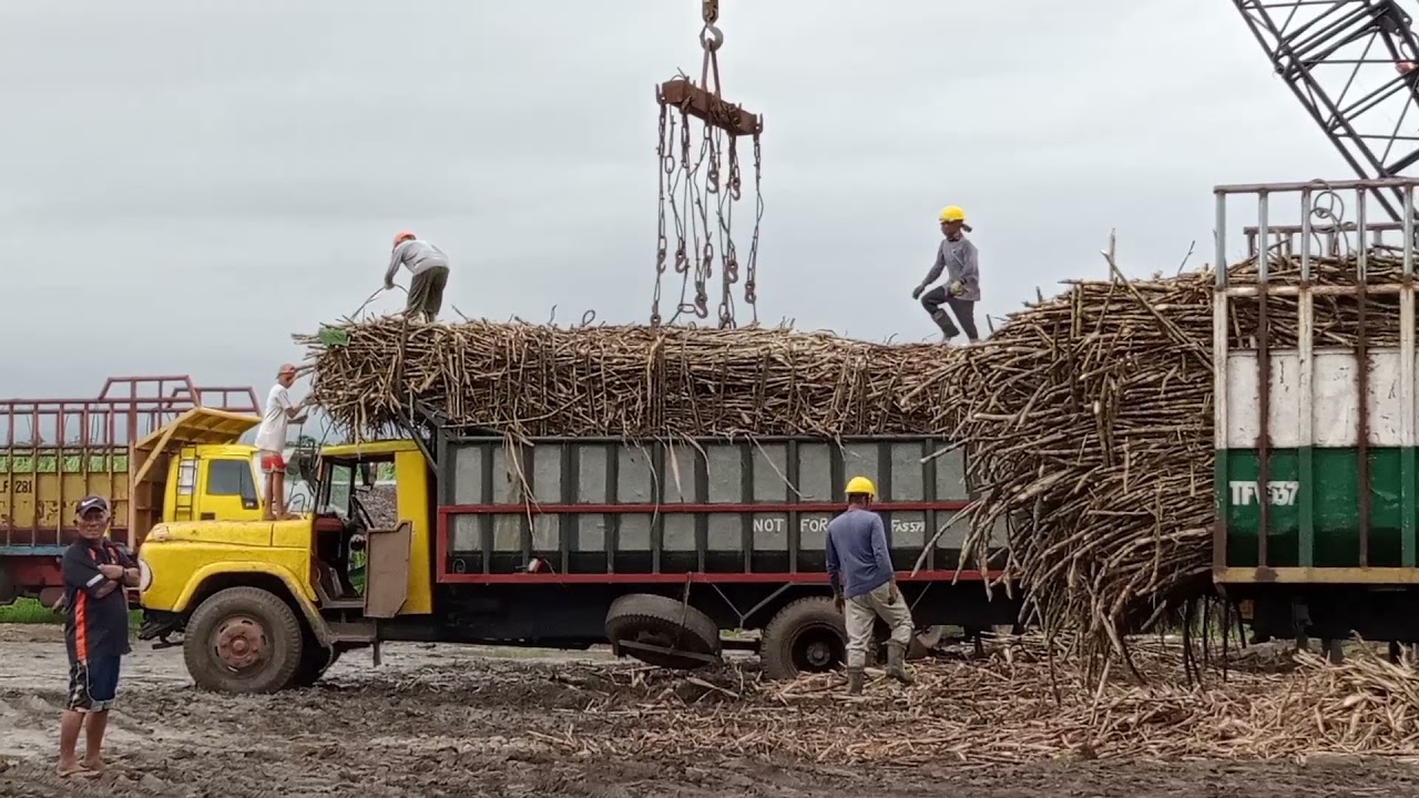 Transloading, a unique hauling system developed by 🇵🇭 Philippine Sugarcane Industry #firstfarmers