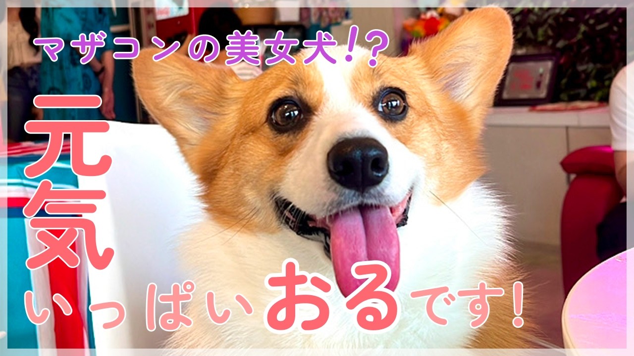 コーギーおるちゃん│初めての動画🐶