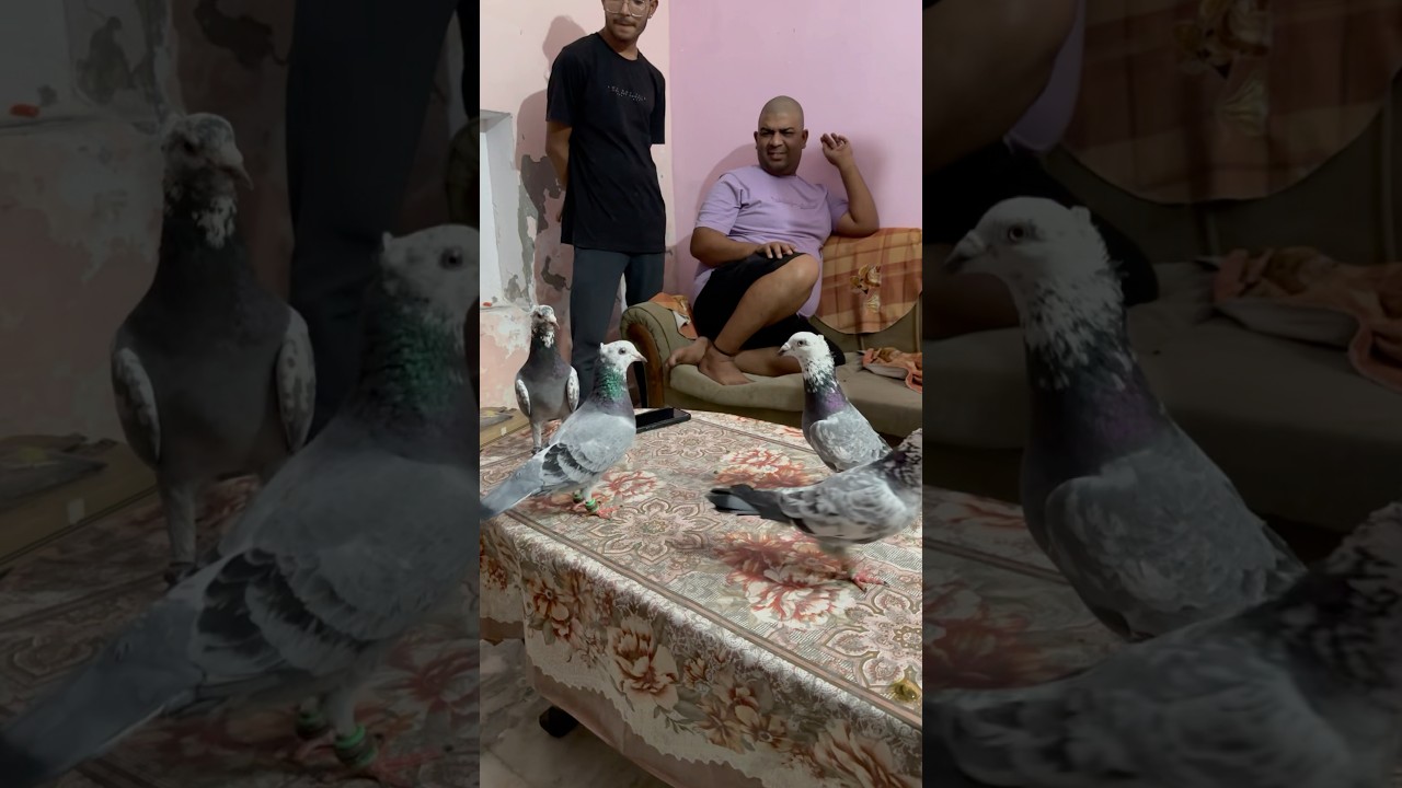 Kabutaro ki Exhibition #kabutar #kabootar #pigeon #bird #kabootarloft05 #rohtakkabutarbaazi #reels