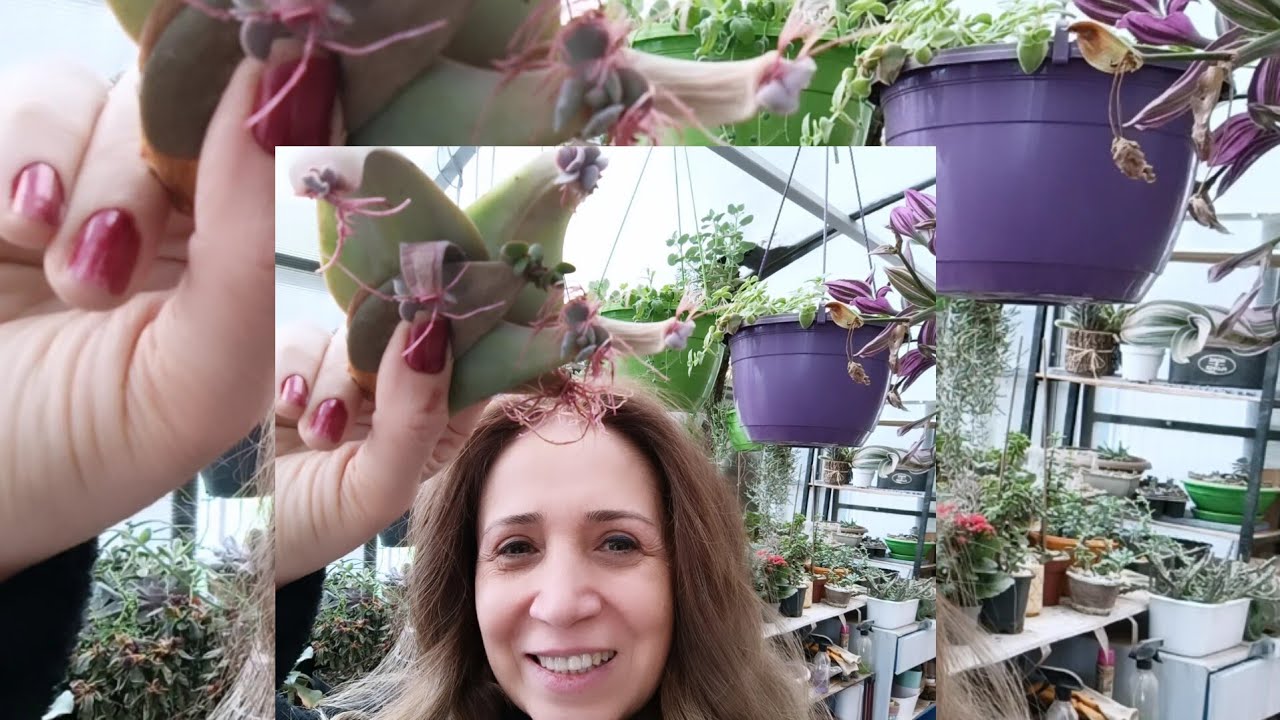 Sukulent çoğaltma: yapraktan _ çelik almaya çoğaltma yöntemleri #succulent #succulentpropagation