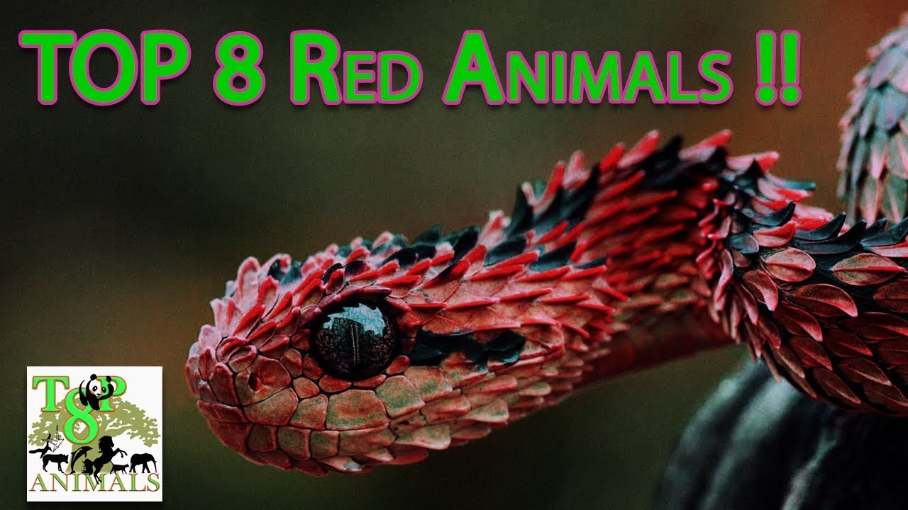 Top 8 Red Animals !