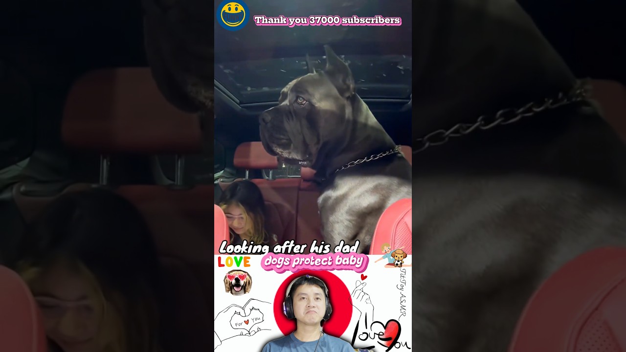 dog protect baby 💪🐕&zwj;🦺👶 ( dog and baby) 犬が赤ちゃんを守る#dog #baby #protect  #元気になる動画 #赤ちゃん #大型犬のいる生活