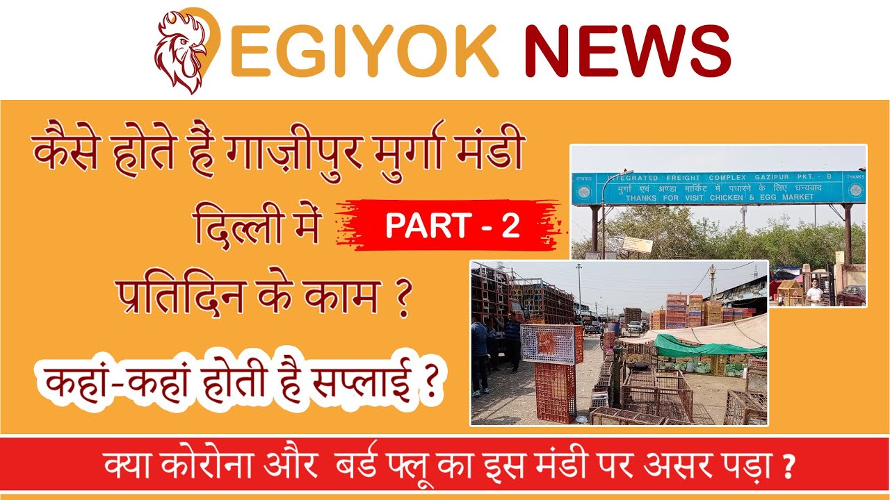 Ghazipur Murga Mandi| Part-2| कैसे होते हैं गाजीपुर मुर्गा मंडी दिल्ली में काम?|कहां होती है सप्लाई?
