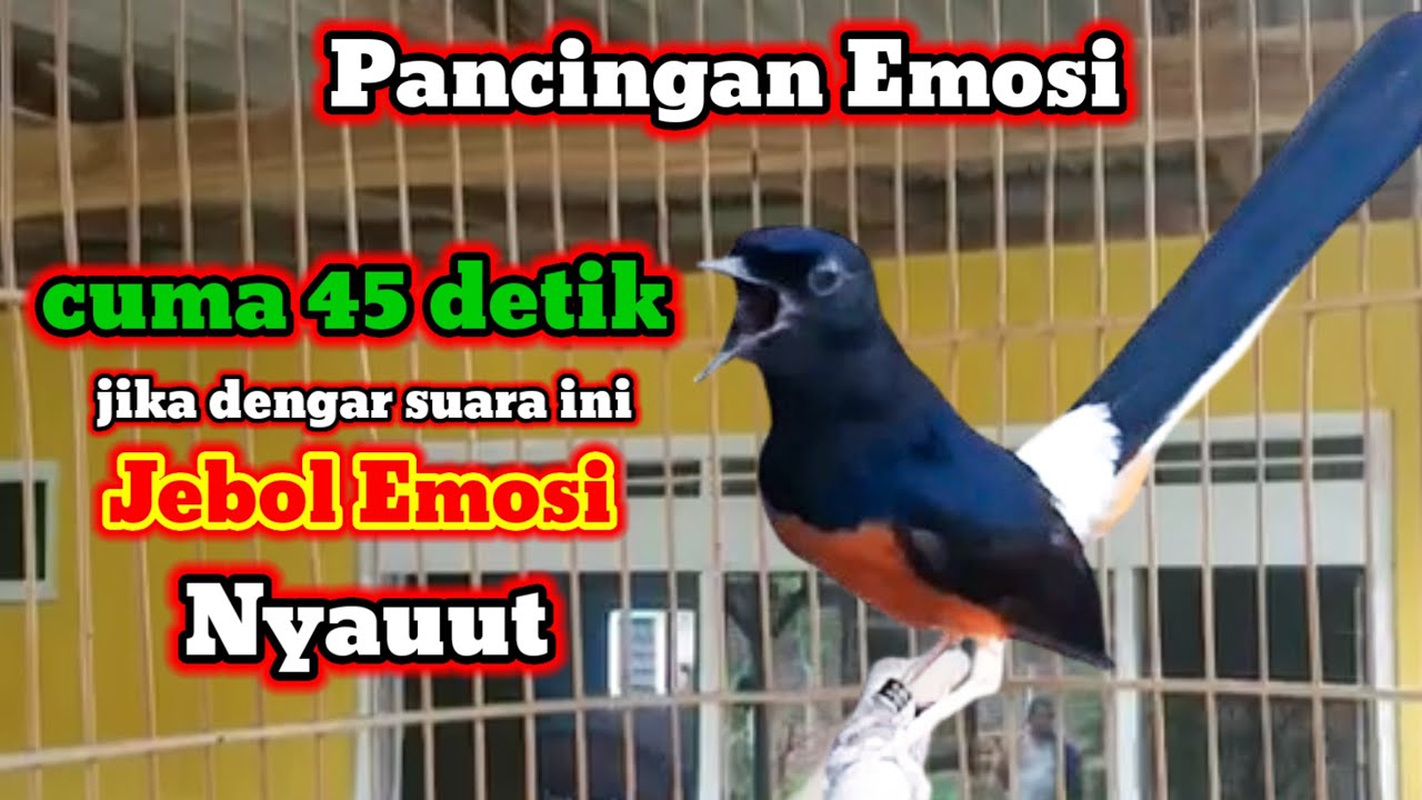 SUARA Pancingan Murai Batu Mantap bikin murai lain KERASUKAN ROH Fighter || pancingan murai pastol