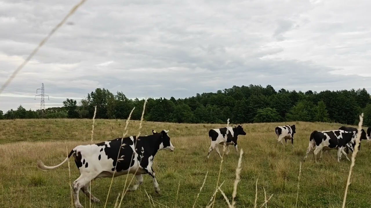 Running Cows of Masuria – A Pasture Chase with Hoofbeats
