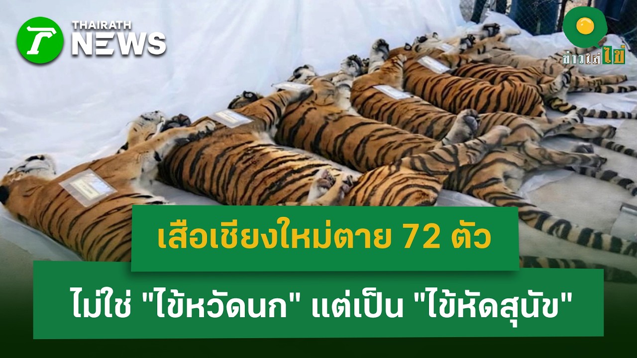 เสือเชียงใหม่ตาย 72 ตัว ไม่ใช่ไข้หวัดนก แต่เป็น “ไข้หัดสุนัข” ย้ำไม่ติดสู่คน|24 ก.พ. 69 | ข่าวใส่ไข่