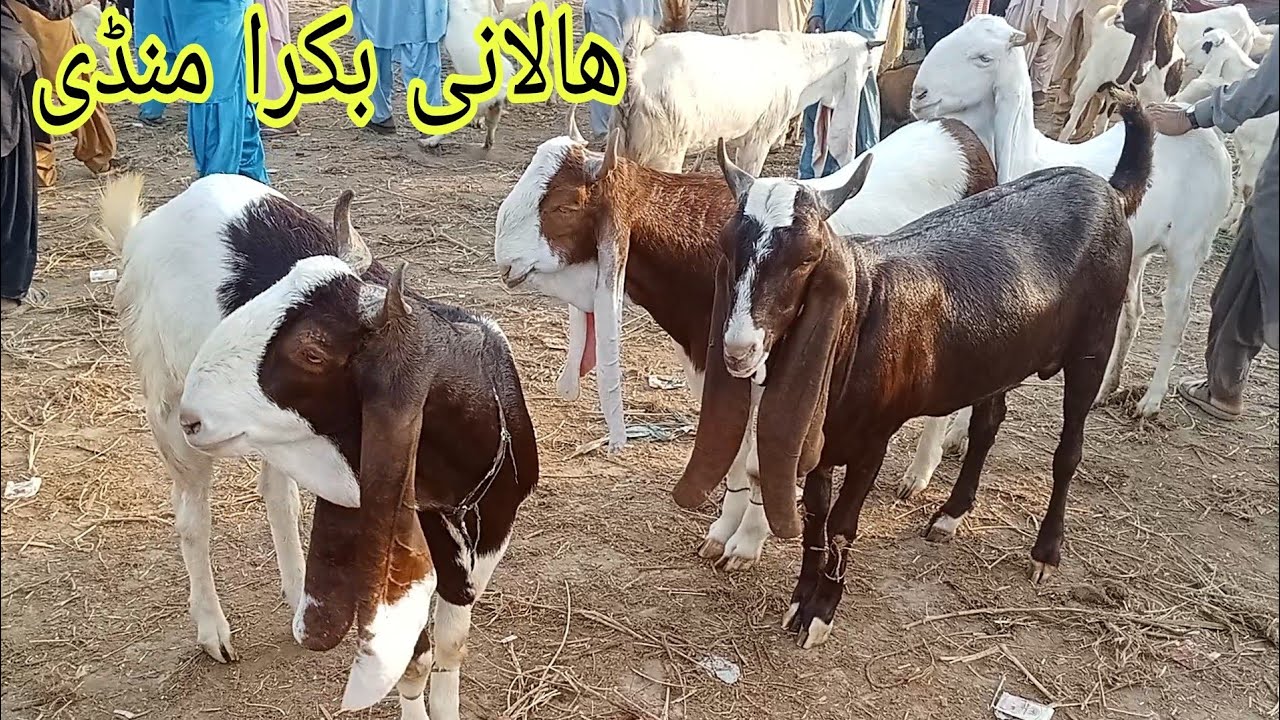 Halani Bakra Mandi #2025 Karachi#qurbanvlogsHalani Bakra Mandi #2025 Karachi#qurbanvlogs #animals #