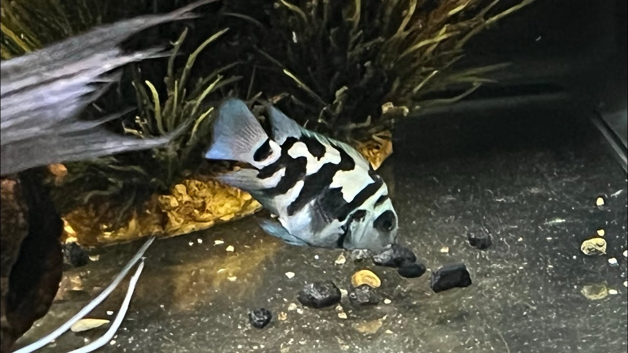 Polar blue Parrot Cichlids. The Coolest Fish I’ve seen in a while!!!