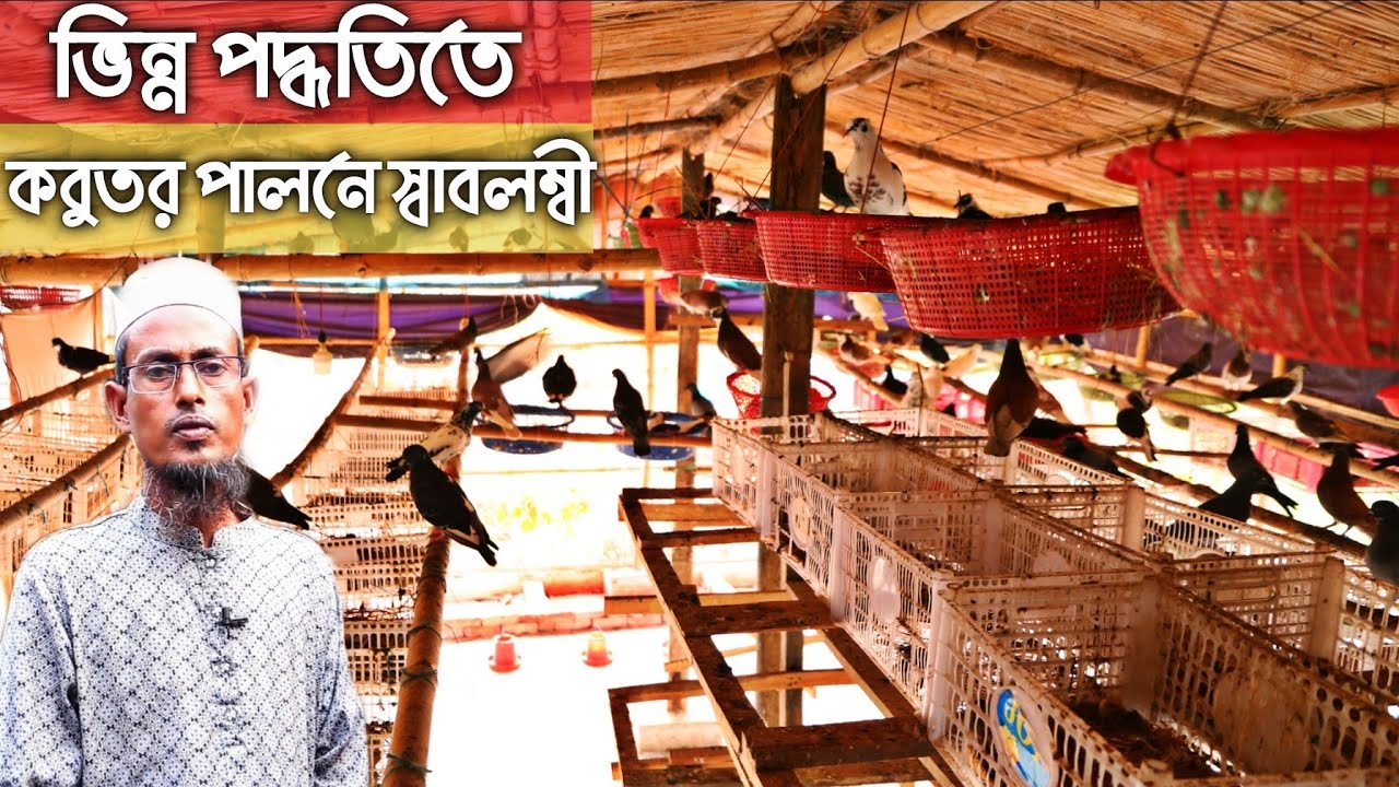 সম্পূর্ণ ভিন্ন পদ্ধিতে আবদ্ধ অবস্থায় দেশি  কবুতর পালন করে সফল খামারি।  ঝুড়িতে কবুতর পালন পদ্ধিত