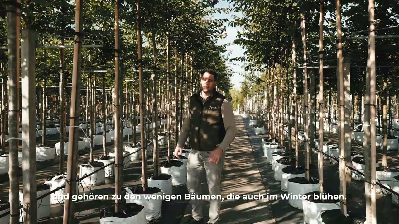 eisenholzbäume kaufen