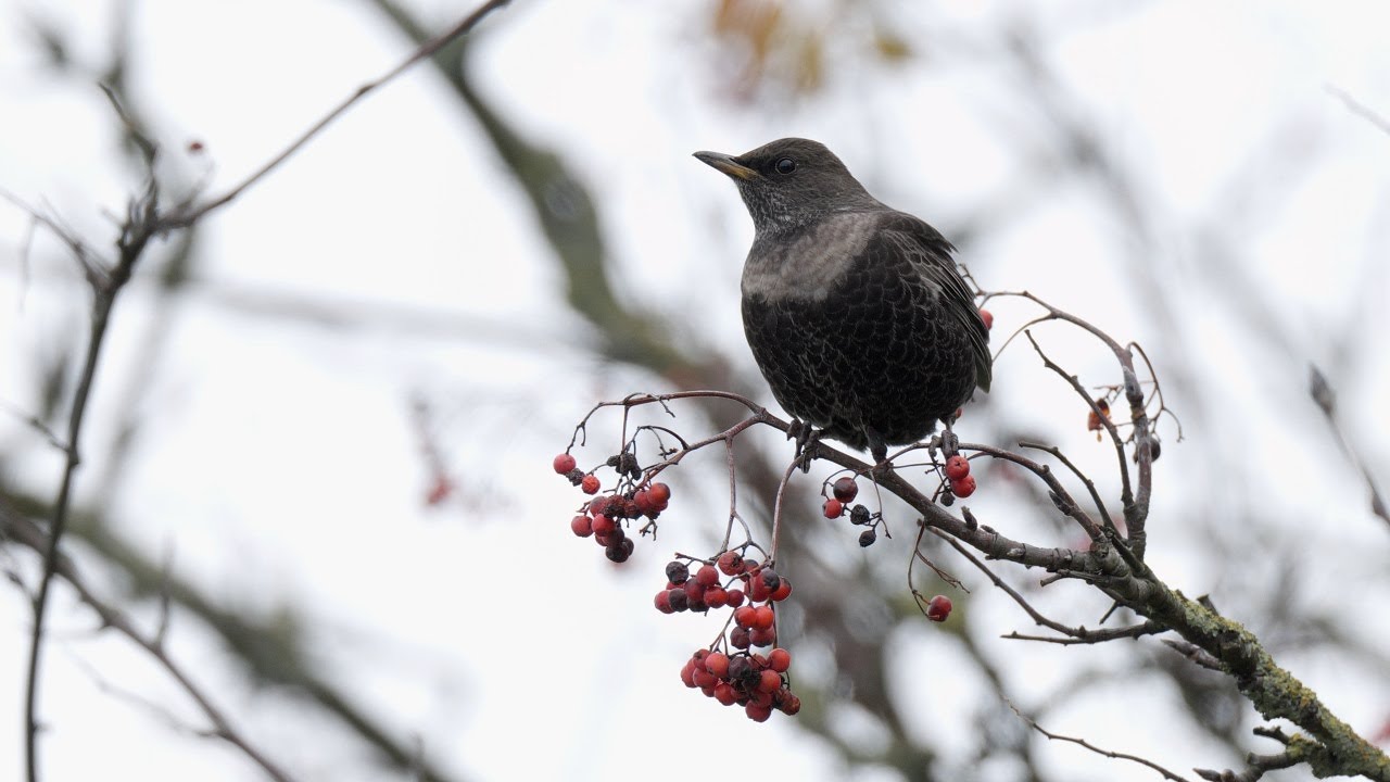 Ringdrossel frisst Beeren – Ring Ouzel Eating Berries
