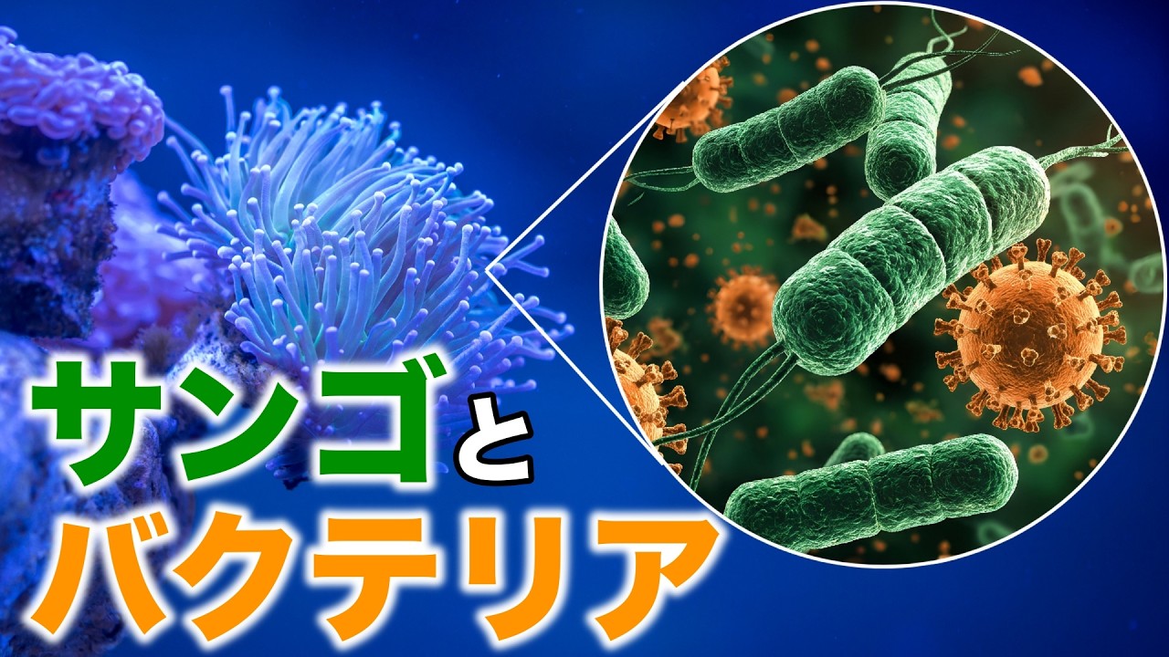 サンゴは病原菌と戦っている！粘液に仕込まれたディジティフェリンとは？