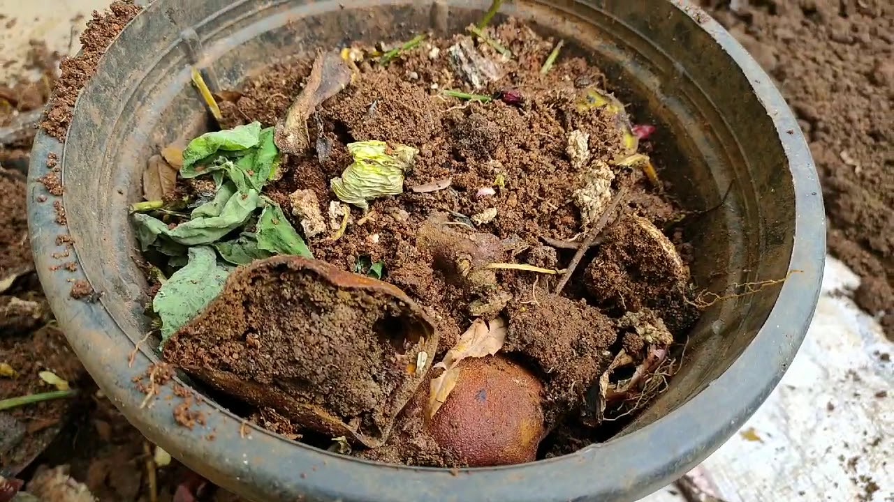Jobs వారికోసం/3days easy organic compost వెంటనే కుండీలో మొక్క/Nature garden