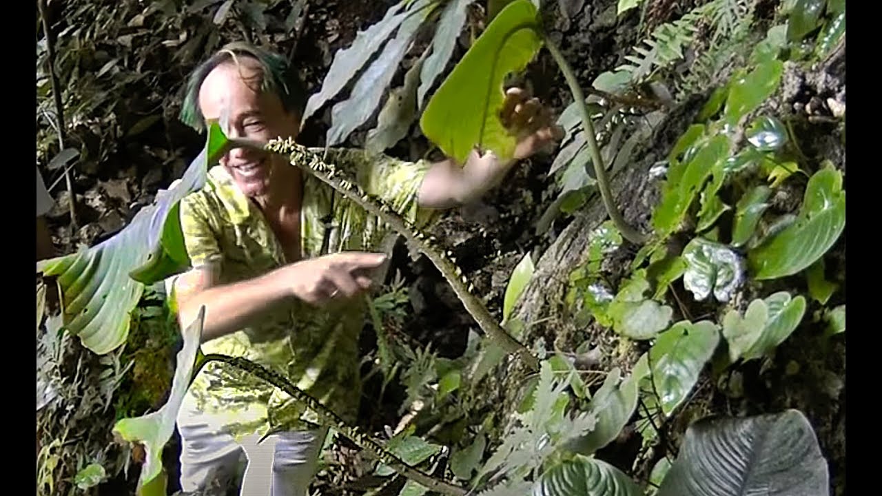 FIELD TRIP WITH PATRICK BLANC "LIMESTONE CLIFFS OF BORNEO", HOME OF MONOPHYLLAEA SINGULARIS