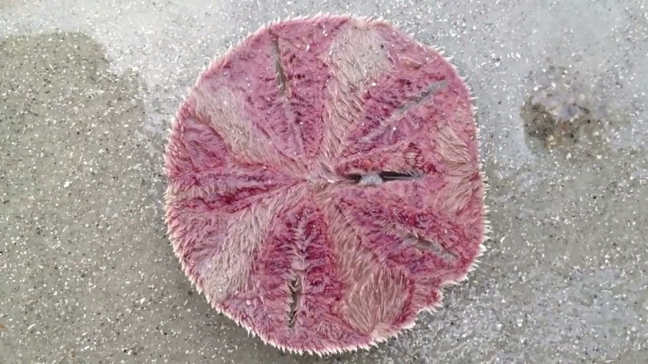 INVERTEBRADOS MARINOS: EQUINODERMOS (FILO ECHINODERMATA)