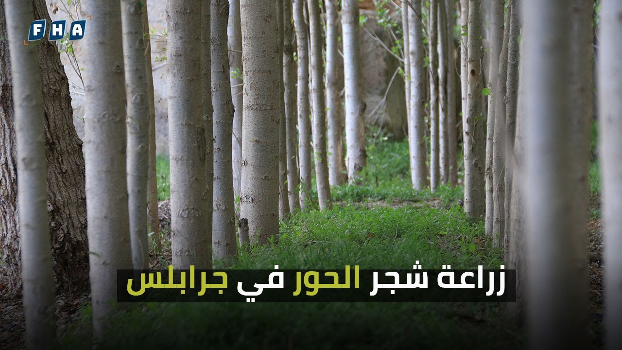 تنتشر زراعة شجر الحور بشكلٍ واسع في جرابلس حيث تعتمد مئات الأسر على هذه الزراعة كمصدر مهم للدخل