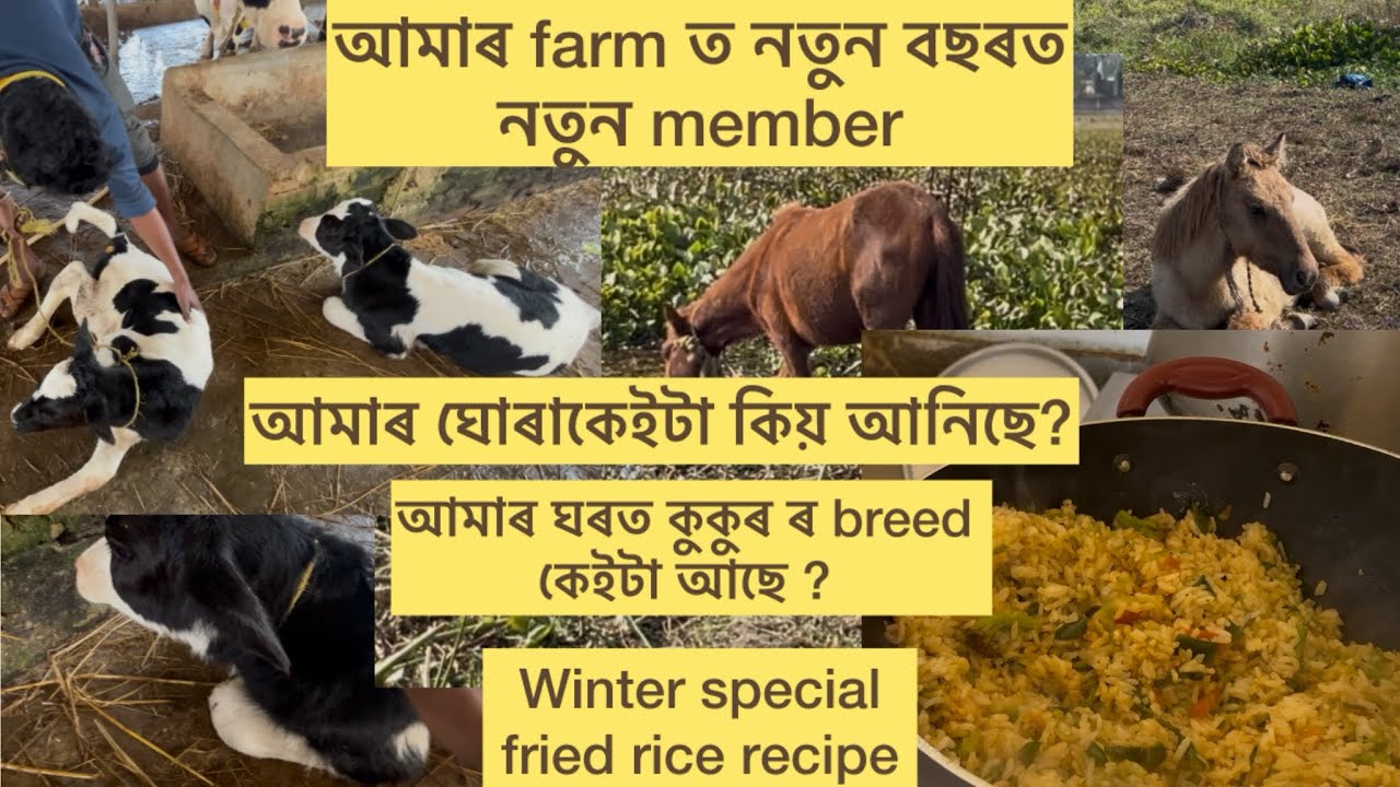 Farm ত নতুন member.আমাৰ কুকুৰ কেইটা কি breed.আমি কিয় ঘোৰা পোহিছো?new tractor আনিলো#cowfarming  