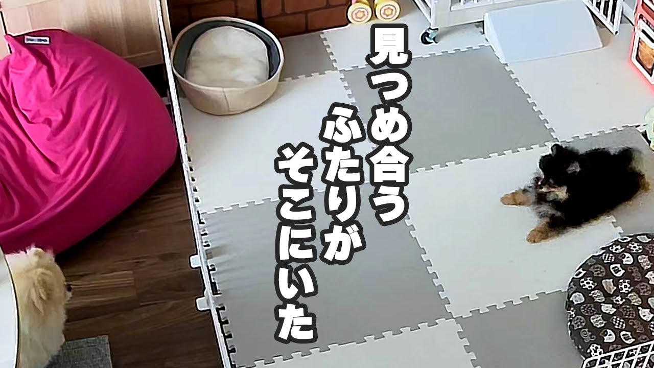 見守りカメラを覗いたらモチも見守っていたとある日のおはぎ。【見守りカメラでのぞき見】