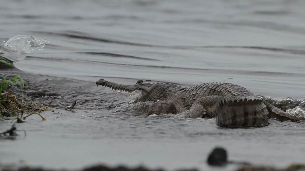 The waters have broken through at Fogg Dam