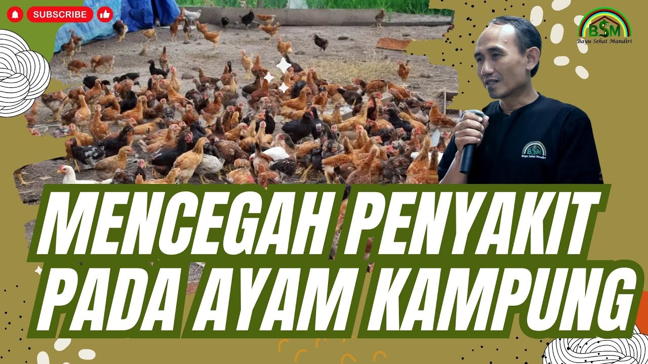 MENCEGAH PENYAKIT PADA AYAM KAMPUNG #bayudiningrat #bayusehatmandiri #pertanian
