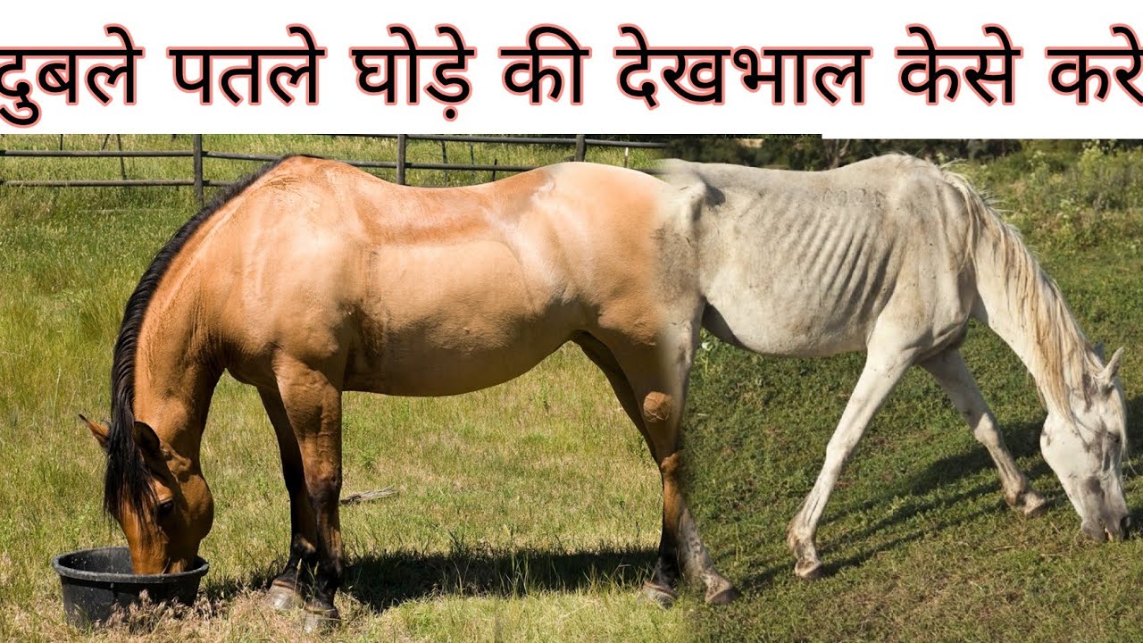 दुबले पतले घोड़े की देखभाल केसे करे || duble patale Ghode ki dekhbhal kaise kare