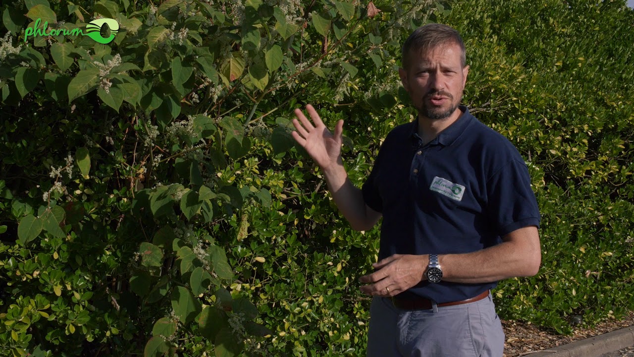 How to Identify Japanese Knotweed: Japanese Knotweed Identification