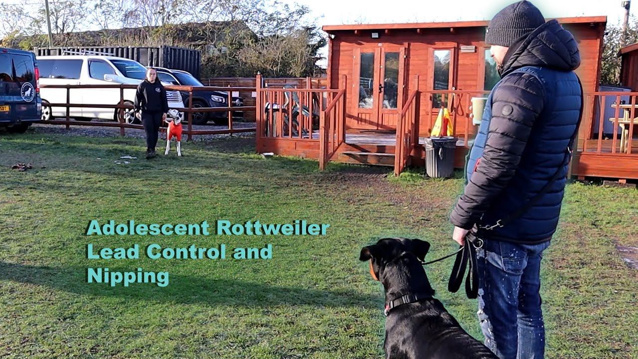 Adolescent Rottweiler Lead Control and Nipping - Professional Dog Trainer