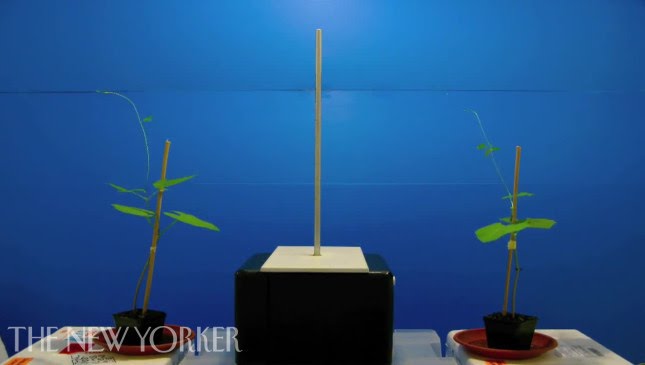 Plant Neurobiology - Commentary - The New Yorker