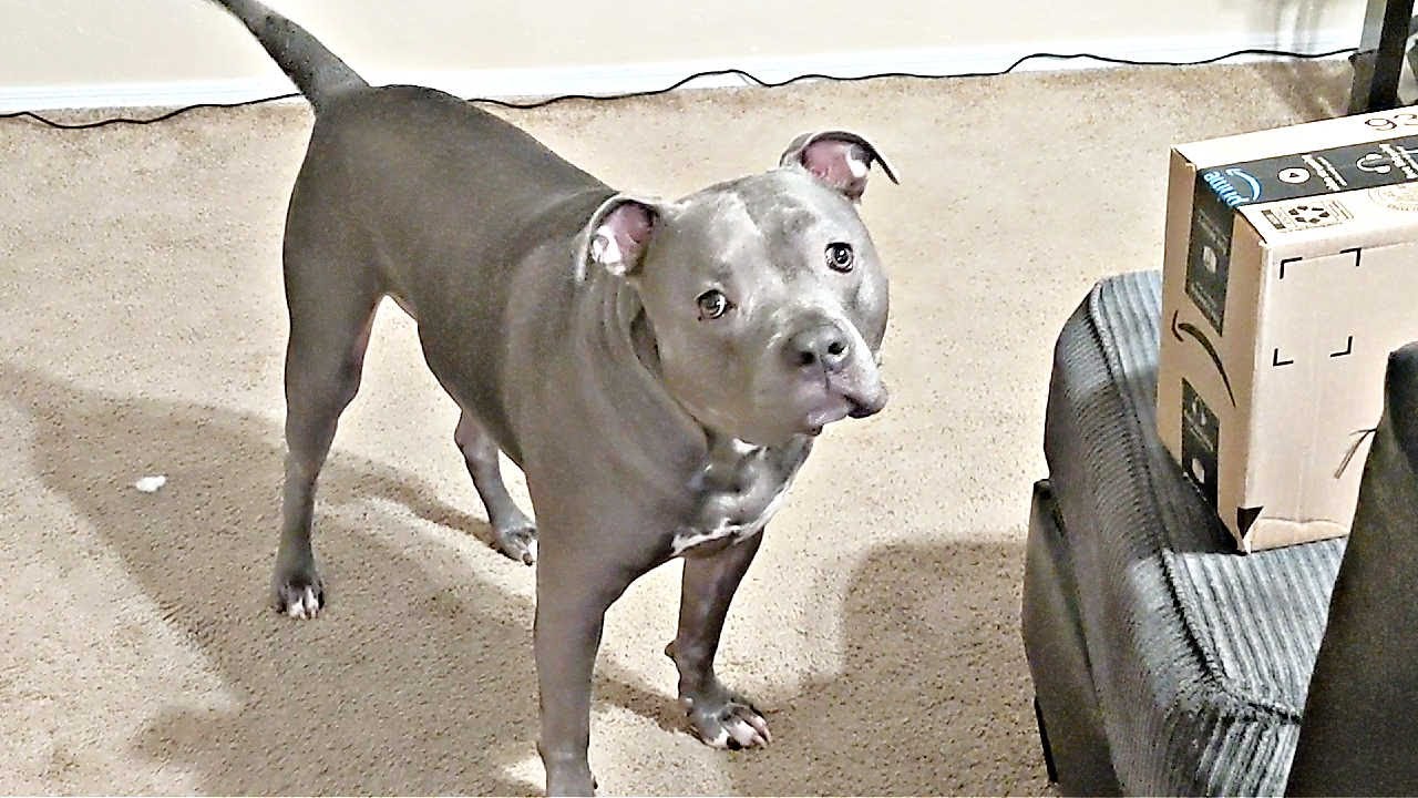 Talking Pitbull Goes Off On Dad When He Sees An Amazon Package 📦😂
