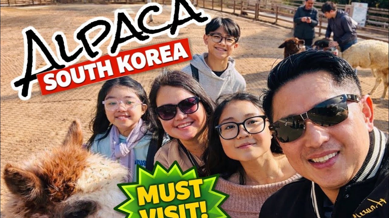 Alpacas & Surprise Guests at Alpaca World – Korea’s Cutest Day Trip!