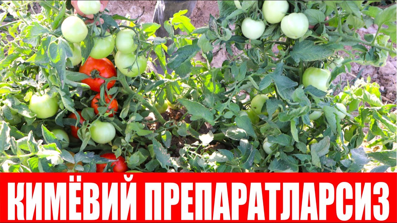 Биологик усулда хашоратларга қарши курашаётган Қашқадарёлик деҳқон (Suzana Plus F1-Sakata)
