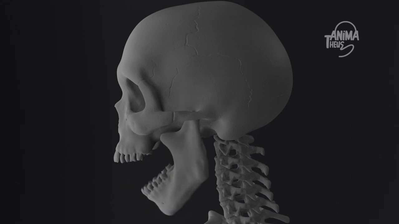 Esqueleto 3D