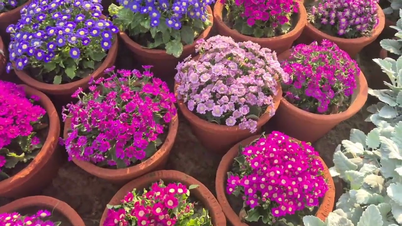 Flower show city park Alpha 2 greater noida 